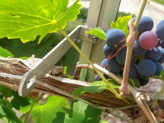 Skleníky –  Euro-Serre Grape Hook